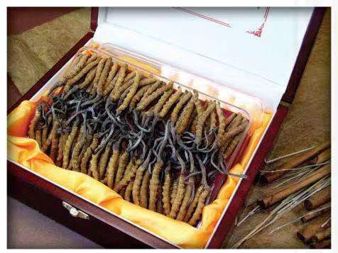 裕安冬虫夏草回收